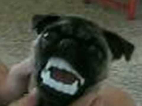 Смешная собака gif