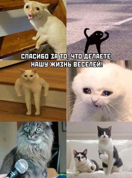 Мемы с кошками