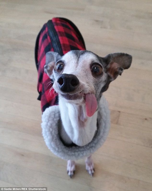 Левретка Заппа собака