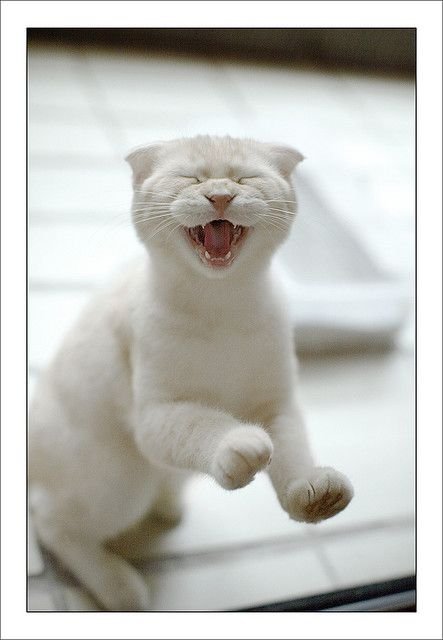 Радостный кот