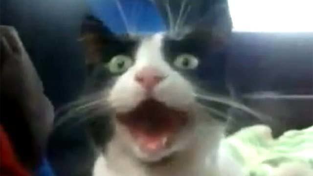 Офигевший кот гифка