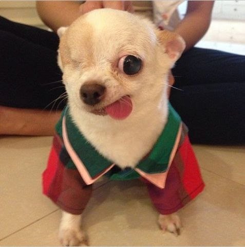 Собака с языком