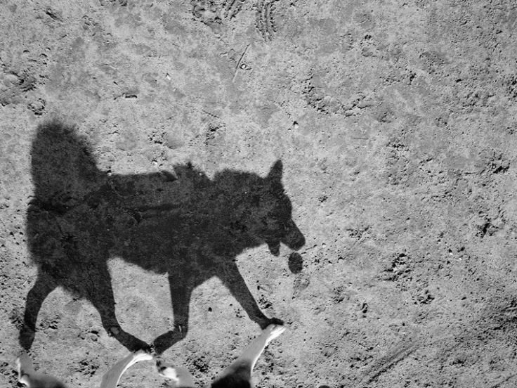 Тень собаки