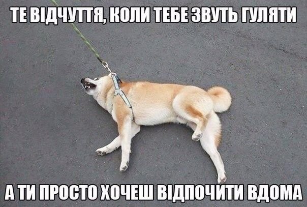 Мемы про прогулку с собакой