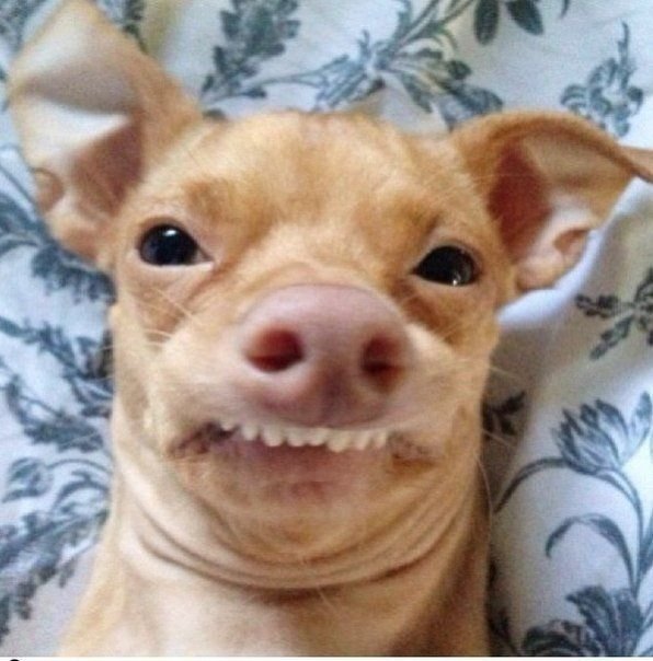 Смешные морды собак