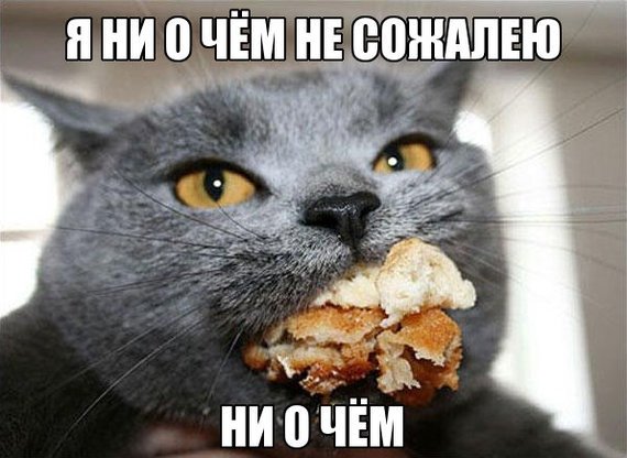 Мемы с котами и едой