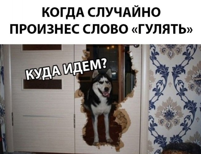 Гулять с собакой