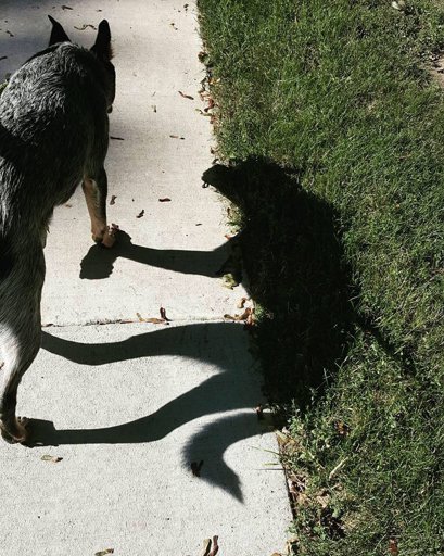 Сутулая овчарка Макс