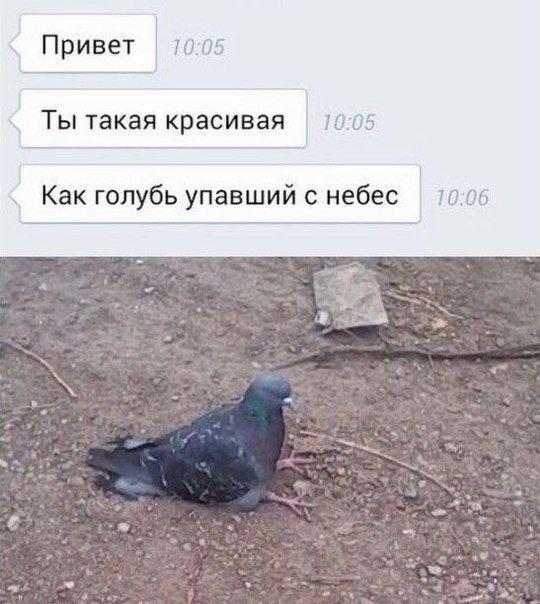 Голубь прикольный