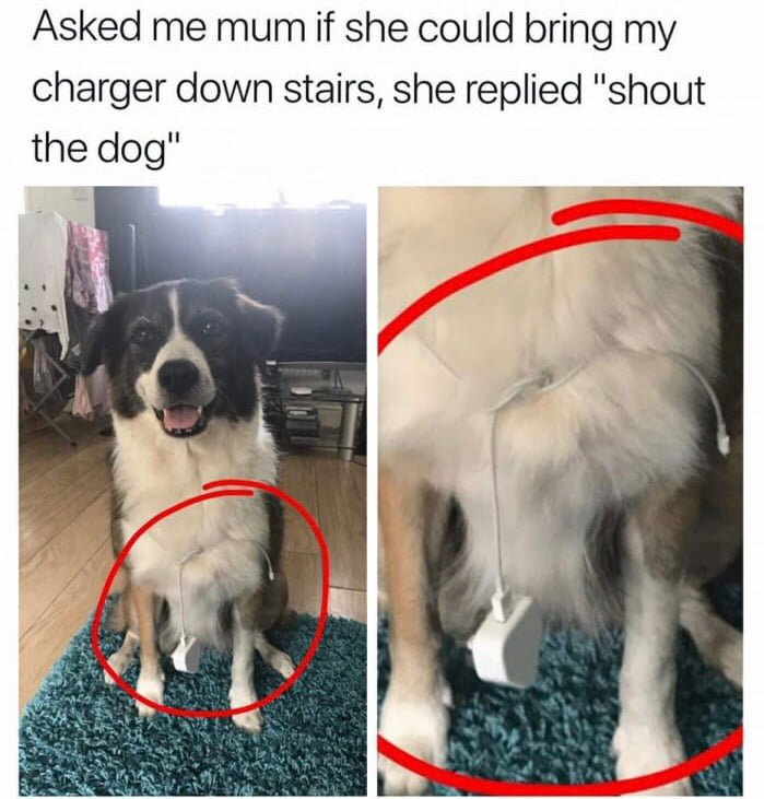 Как попросить у родителей собаку