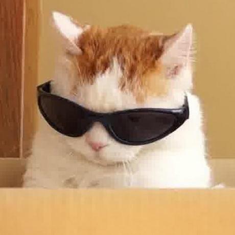 Кот в очке Мем