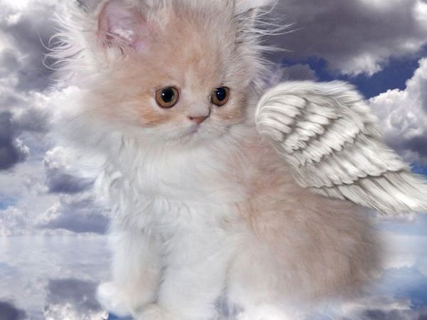 Котенок с крылышками