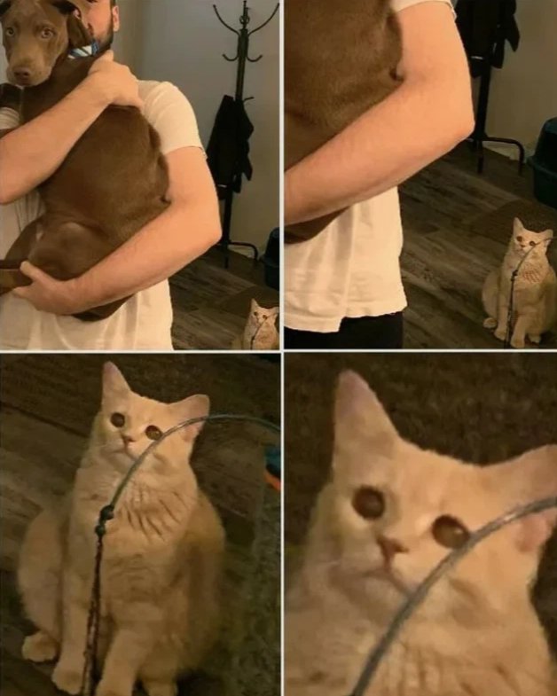 Кошачьи мемы