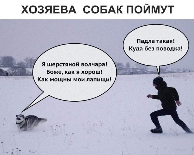 Я шерстяной Волчара Боже как я хорош как мощны Мои лапищи