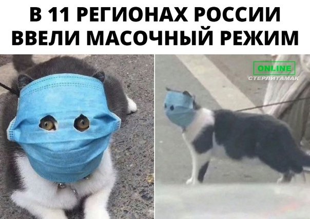 Маски. Котик