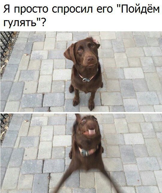 Гулять с собакой юмор