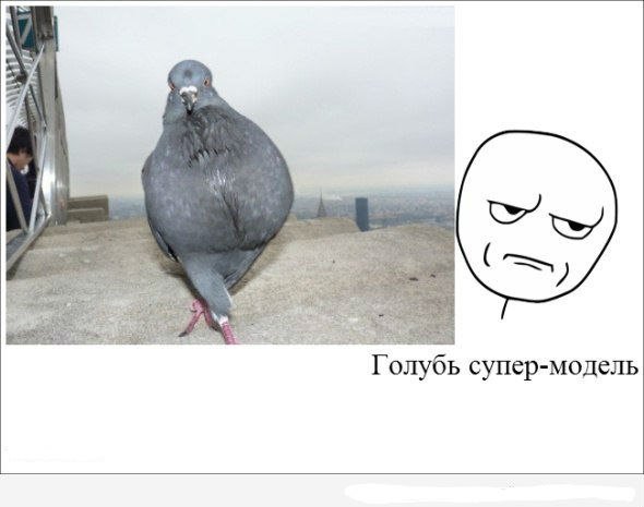 Тупой голубь