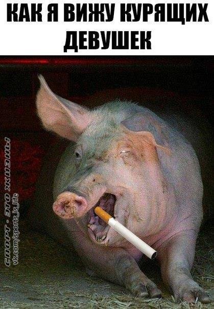 Курящая свинья