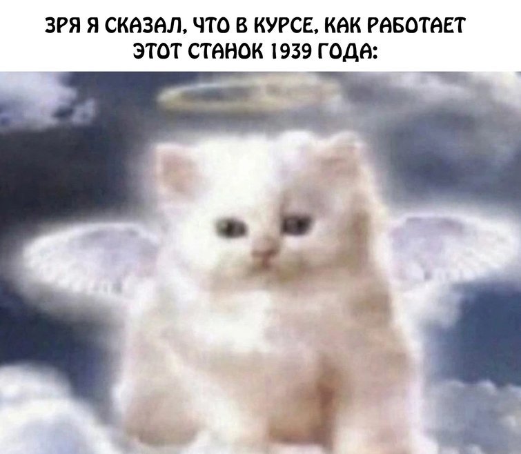 Картинка бабиджона кота