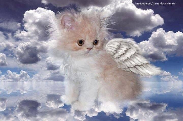 Кот ангел