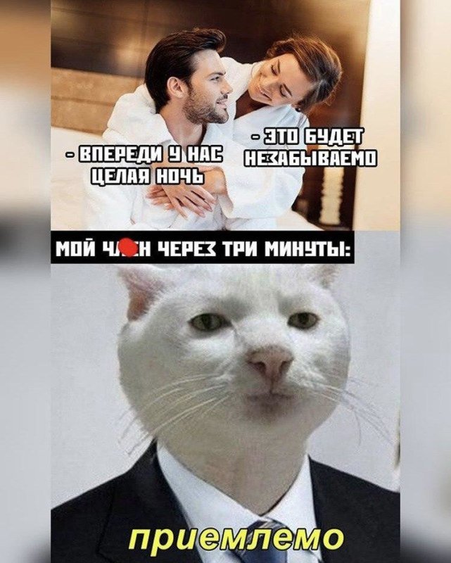 Допустимо Мем с котом