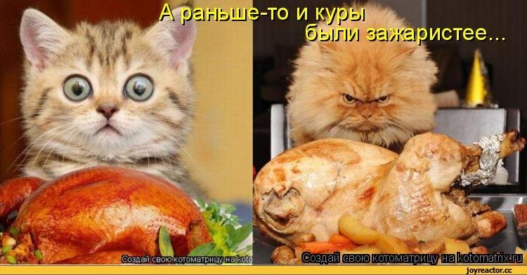 Коты и еда мемы