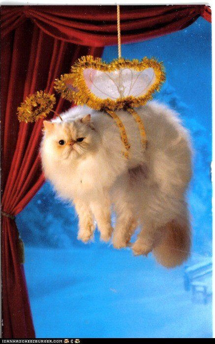 Кот в костюме ангелочка