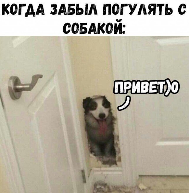 Гулять с собакой приколы