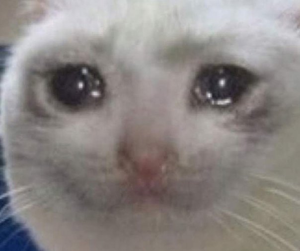 Приемлемо кот