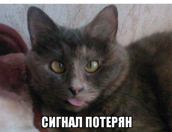 Кот сигнал потерян
