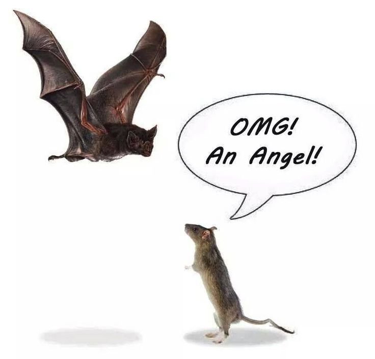 Летучая мышь прикол