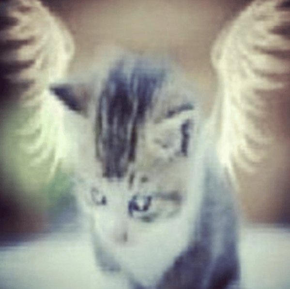 Котенок ангел