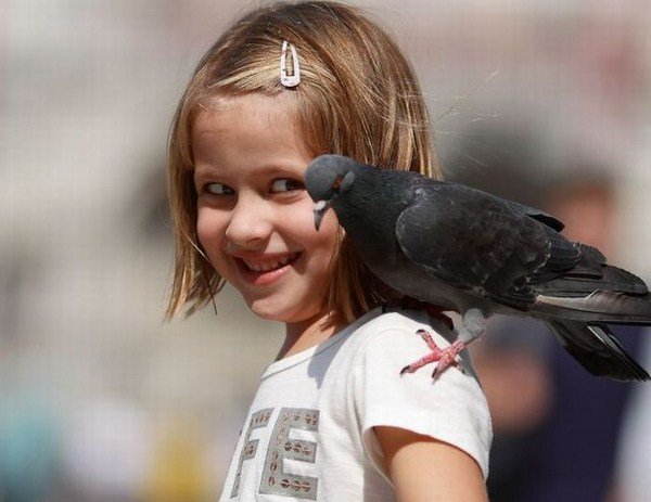 Бешеный голубь