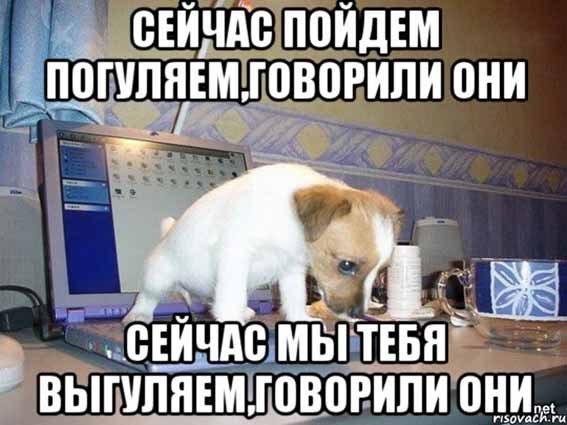 Собака хочет гулять