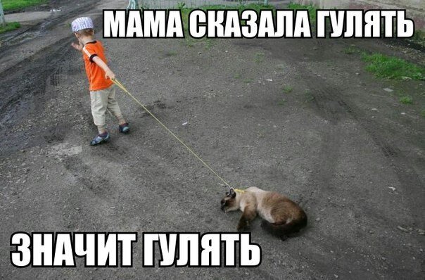 Прогулка с собакой прикол