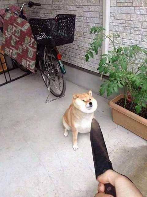 Шиба ину на поводке