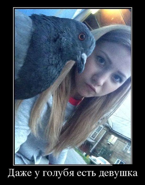 Приколы девушка и голубь
