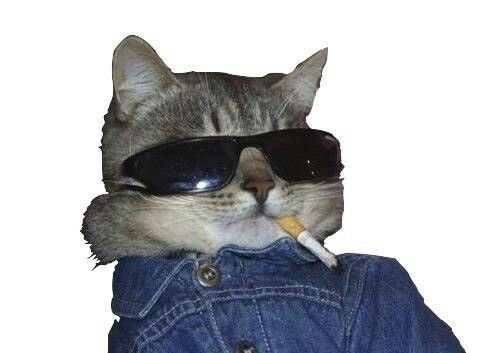 Кот в очках