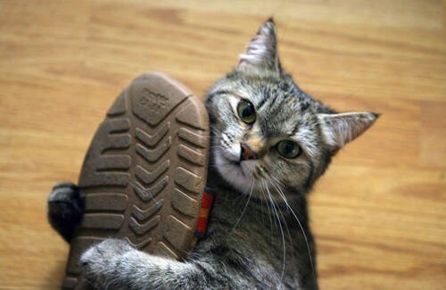 Котик тапок