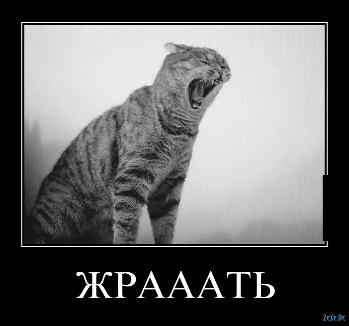 Кот хочет жрать