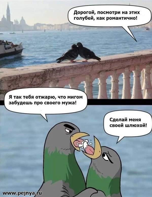 Мемы с голубями