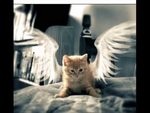 Кот и ангел картинки