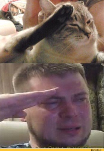 Кот отдает честь Мем