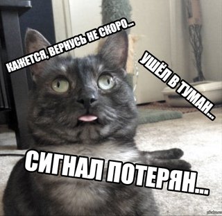 Кот сигнал потерян