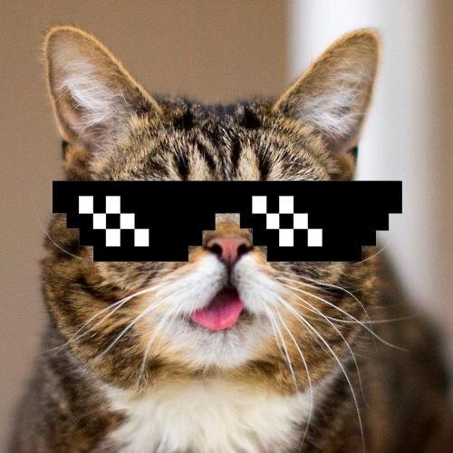 Аватарка кот в очках