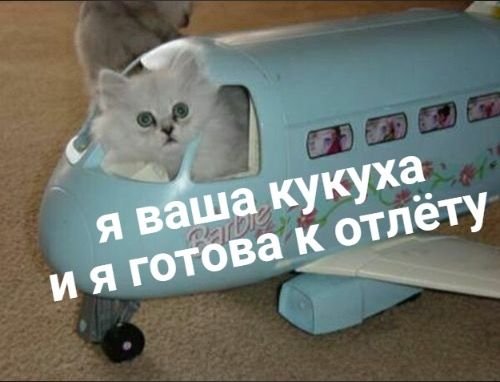 Кот в игрушечном самолете