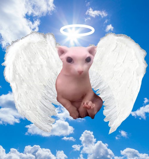 Шлёпа и БИНГУС