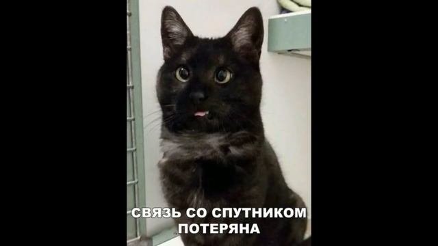 Связь потеряна кот Мем
