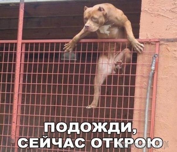 Собака перелезает через забор