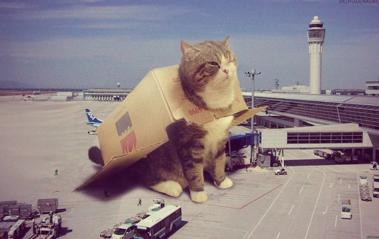 Кот в самолете